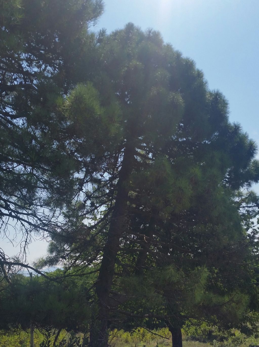 Pinus pinaster